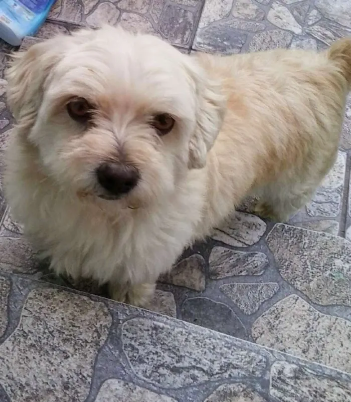 Cachorro ra a Bichon Frisé idade 6 ou mais anos nome Nick