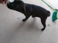 molly
