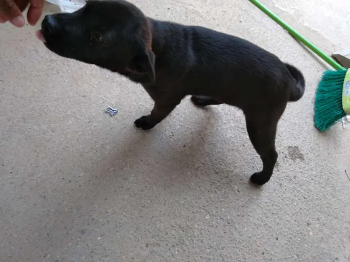 Cachorro raça Chow Chow com vira lata idade 2 a 6 meses nome molly