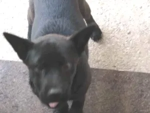 Cachorro raça Chow Chow com vira lata idade 2 a 6 meses nome molly