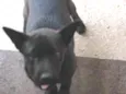 molly