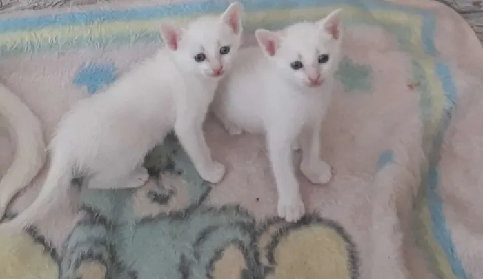 Gato ra a  idade Abaixo de 2 meses nome Filhotes casal