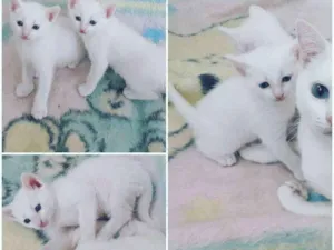 Gato raça  idade Abaixo de 2 meses nome Filhotes casal