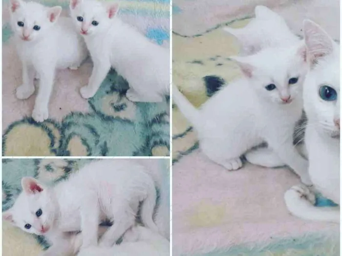 Gato ra a  idade Abaixo de 2 meses nome Filhotes casal