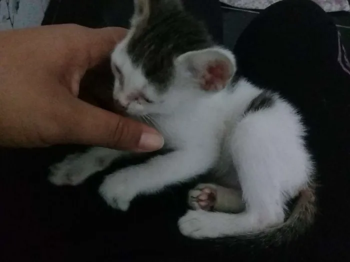 Gato ra a Indefinida idade Abaixo de 2 meses nome Não tem