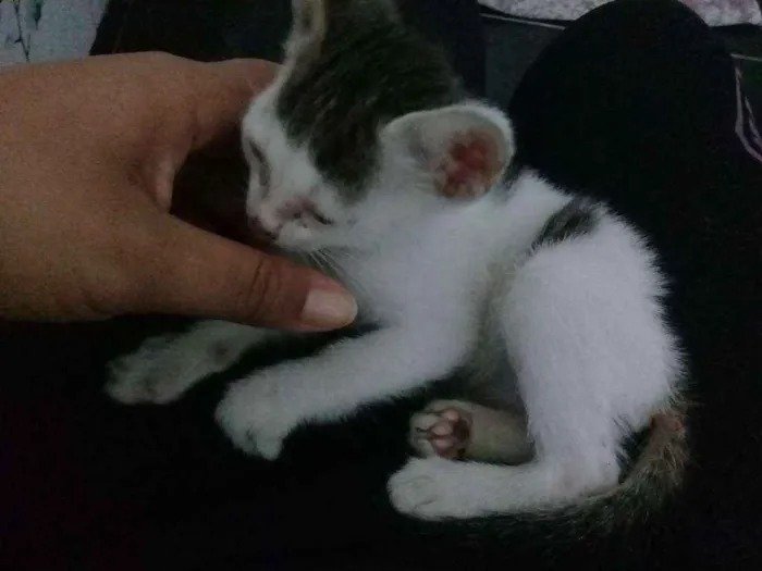 Gato ra a Indefinida idade Abaixo de 2 meses nome Não tem