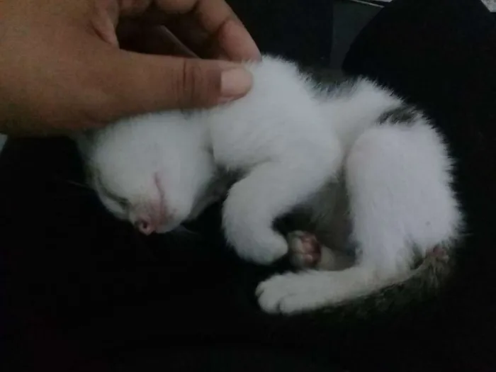 Gato ra a Indefinida idade Abaixo de 2 meses nome Não tem