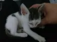 Não tem