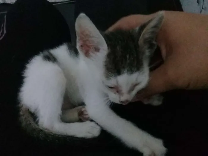 Gato ra a Indefinida idade Abaixo de 2 meses nome Não tem