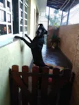 Negão