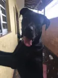 Negão