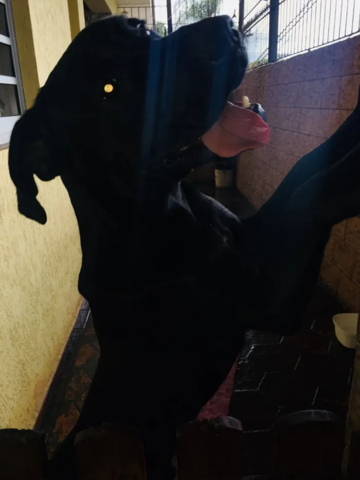 Cachorro ra a Sem raça definida  idade 1 ano nome Negão