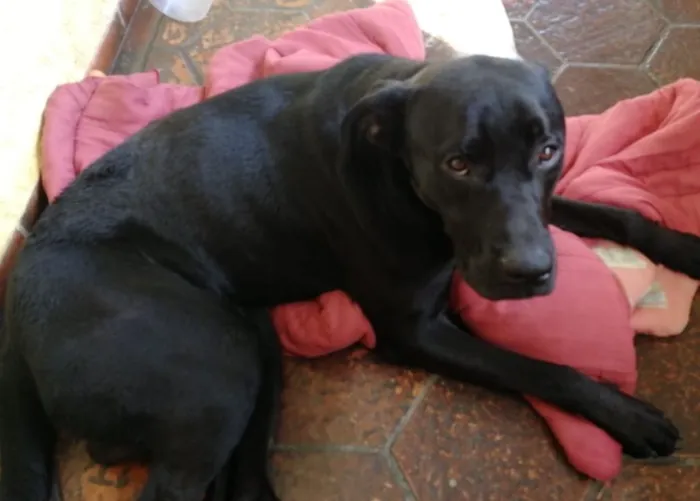 Cachorro ra a Sem raça definida  idade 1 ano nome Negão