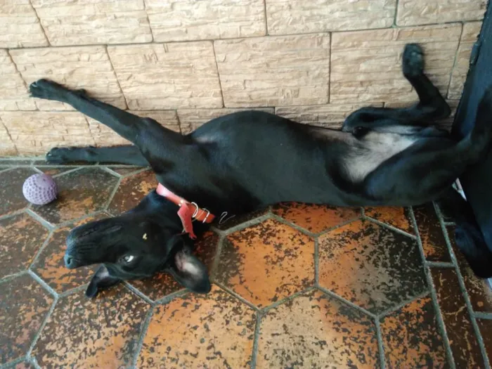 Cachorro ra a Sem raça definida  idade 1 ano nome Negão