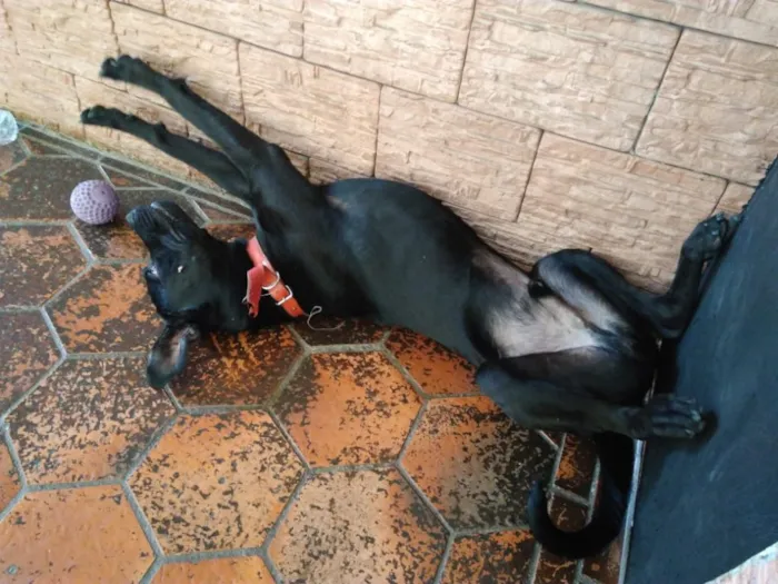 Cachorro ra a Sem raça definida  idade 1 ano nome Negão
