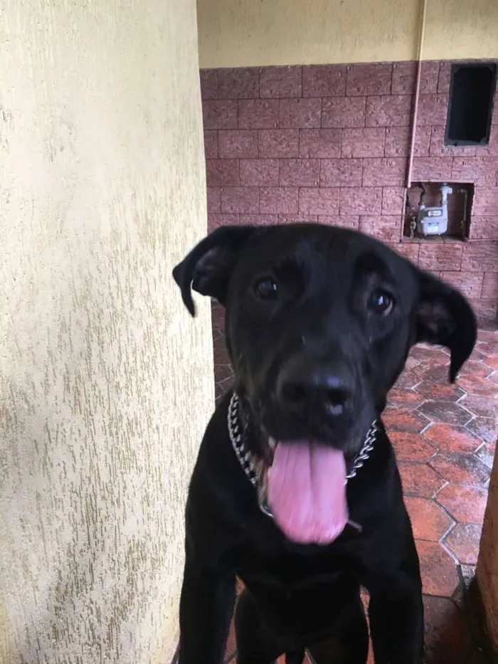 Cachorro ra a Sem raça definida  idade 1 ano nome Negão