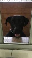 Negão