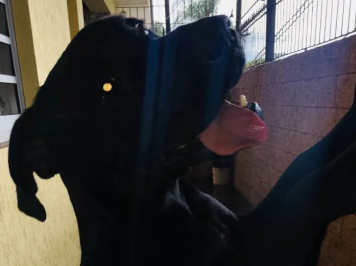 Cachorro ra a Sem raça definida  idade 1 ano nome Negão
