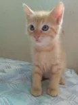 Geminha