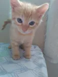Geminha