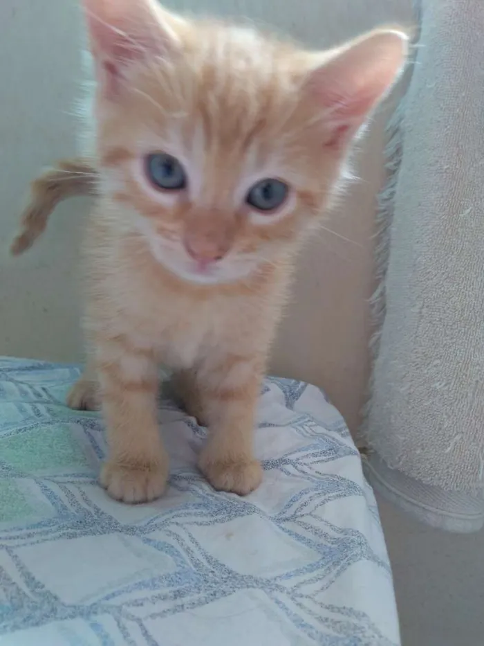 Gato raça Sem raça idade Abaixo de 2 meses nome Geminha