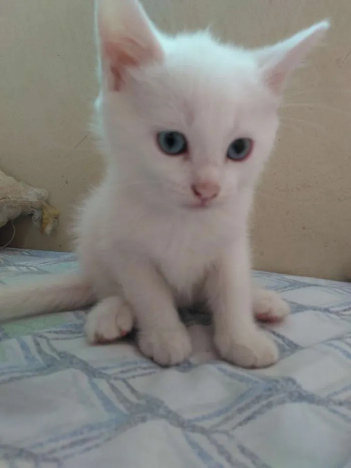Gato raça Sem raça idade Abaixo de 2 meses nome Branca