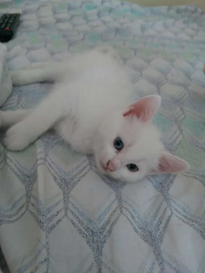 Gato raça Sem raça idade Abaixo de 2 meses nome Branca