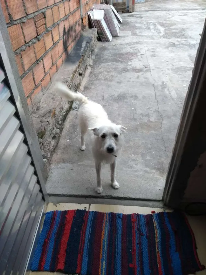 Cachorro ra a Vira lata idade 3 anos nome Boby