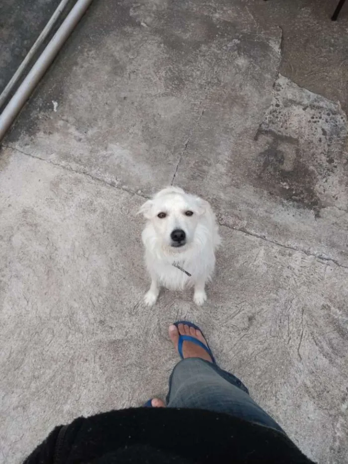 Cachorro ra a Vira lata idade 3 anos nome Boby