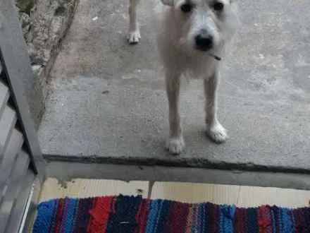 Cachorro ra a Vira lata idade 3 anos nome Boby
