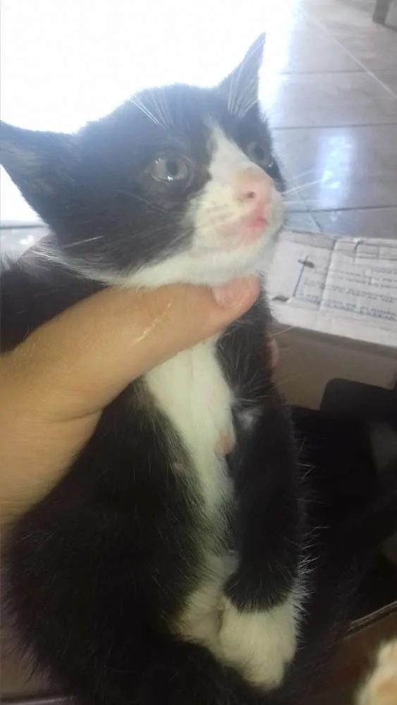 Gato ra a Vira lata idade Abaixo de 2 meses nome Sem nomes