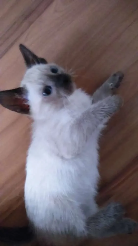 Gato ra a SRD idade 2 a 6 meses nome Sem nome 