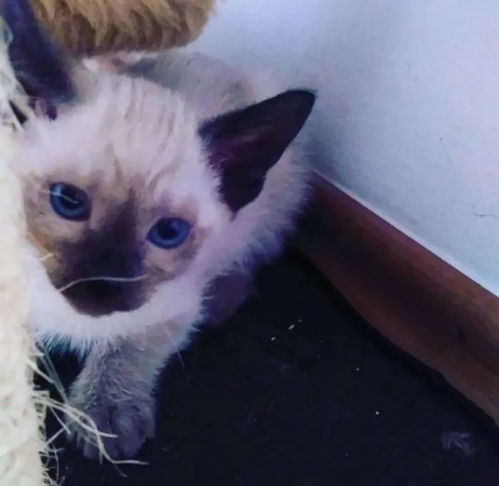 Gato ra a SRD idade 2 a 6 meses nome Sem nome 