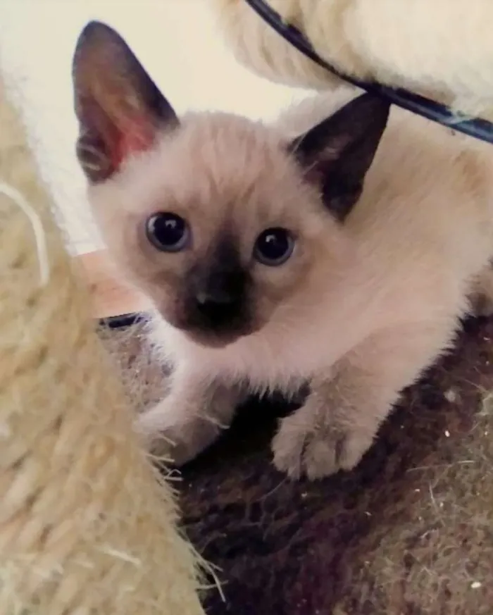Gato ra a SRD idade 2 a 6 meses nome Sem nome 