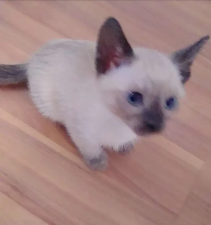 Gato ra a SRD idade 2 a 6 meses nome Sem nome 