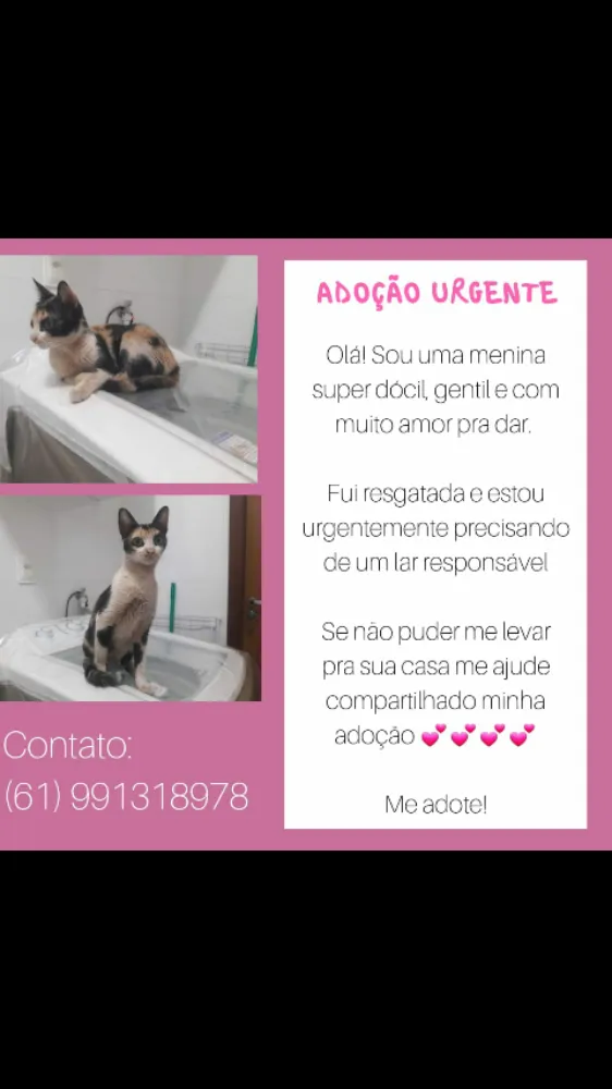 Gato raça SRD idade 2 a 6 meses nome Penélope 