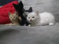 Filhotes de gato