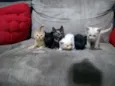 Filhotes de gato