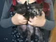 Filhotes de gato