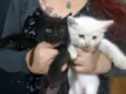 Filhotes de gato