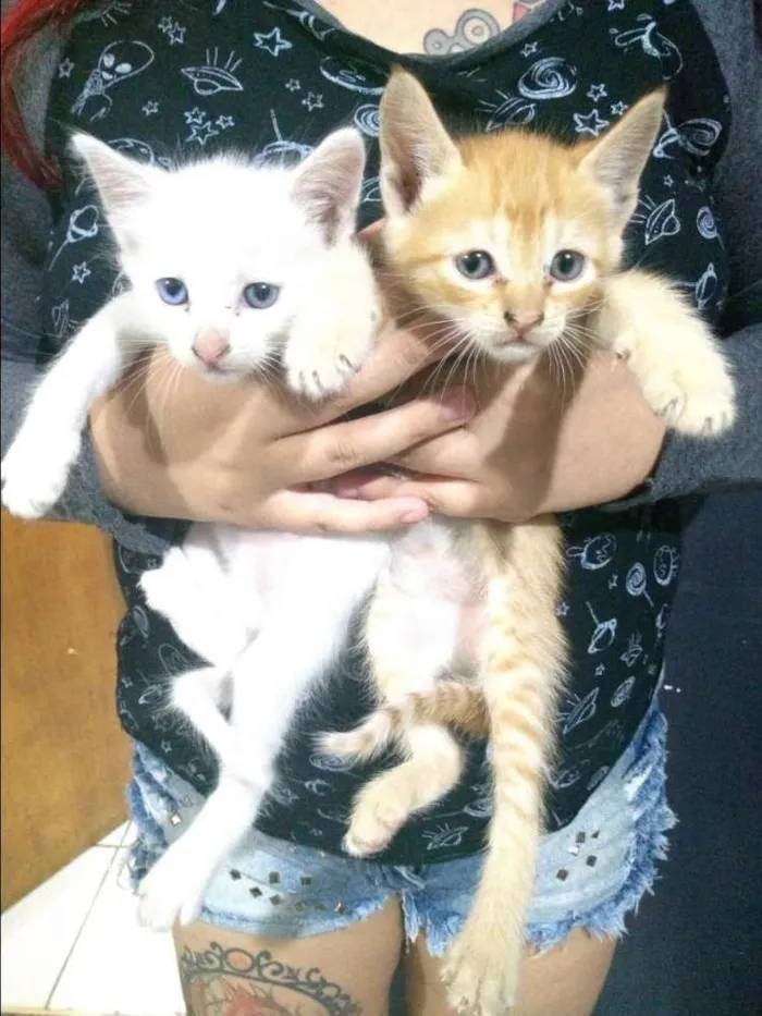 Gato ra a  idade Abaixo de 2 meses nome Filhotes de gato
