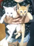 Filhotes de gato