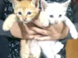 Filhotes de gato