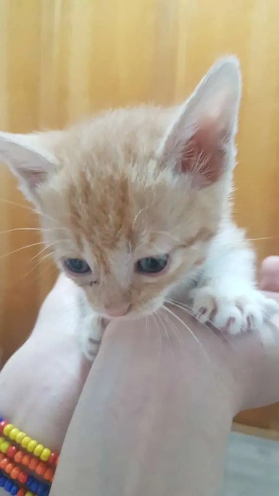 Gato ra a Sem raça idade Abaixo de 2 meses nome Sem nome