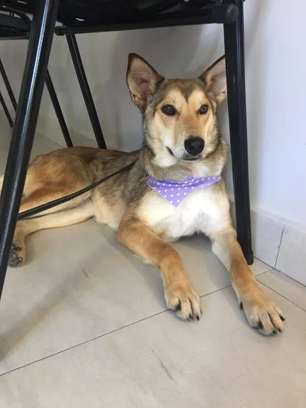 Cachorro ra a SRD idade 3 anos nome Meghan Markle