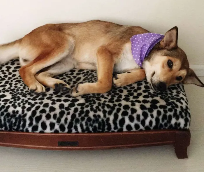 Cachorro ra a SRD idade 3 anos nome Meghan Markle