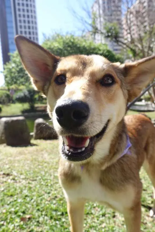 Cachorro ra a SRD idade 3 anos nome Meghan Markle