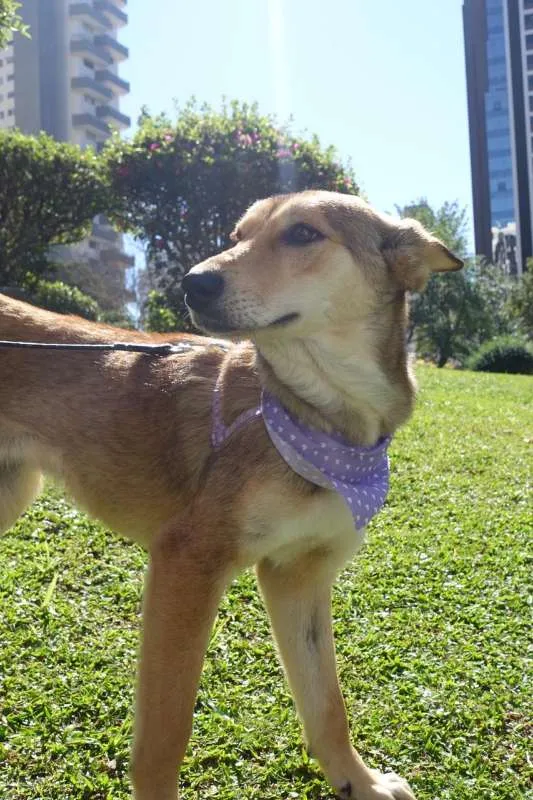 Cachorro ra a SRD idade 3 anos nome Meghan Markle