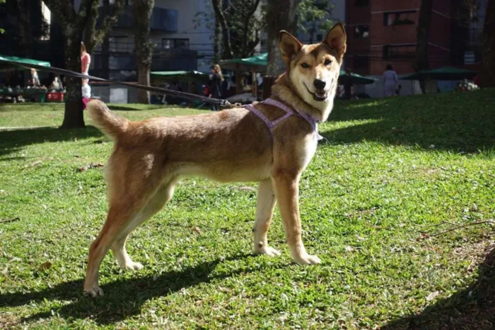 Cachorro ra a SRD idade 3 anos nome Meghan Markle