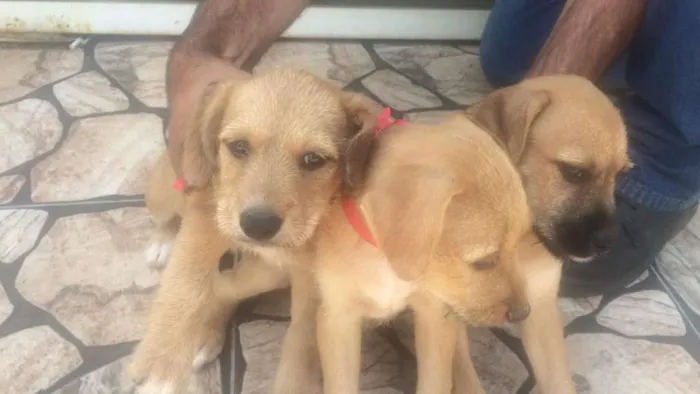 Cachorro ra a indefinida idade Abaixo de 2 meses nome Filhotes